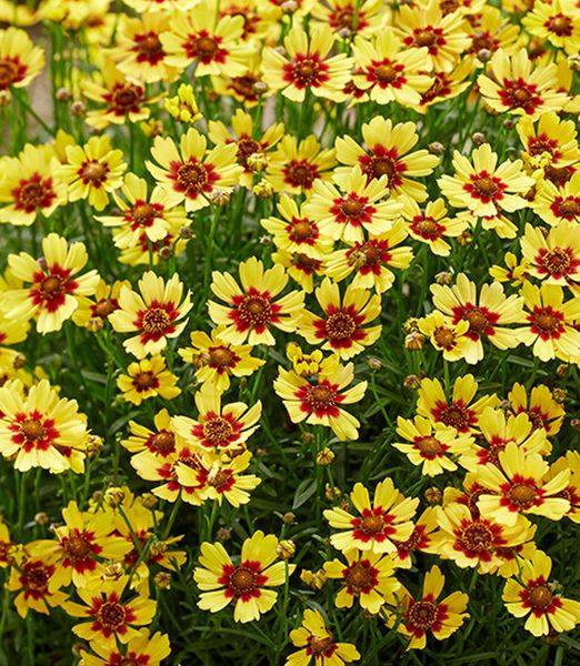 Coreopsis 'Twinklebells Sunrise'
